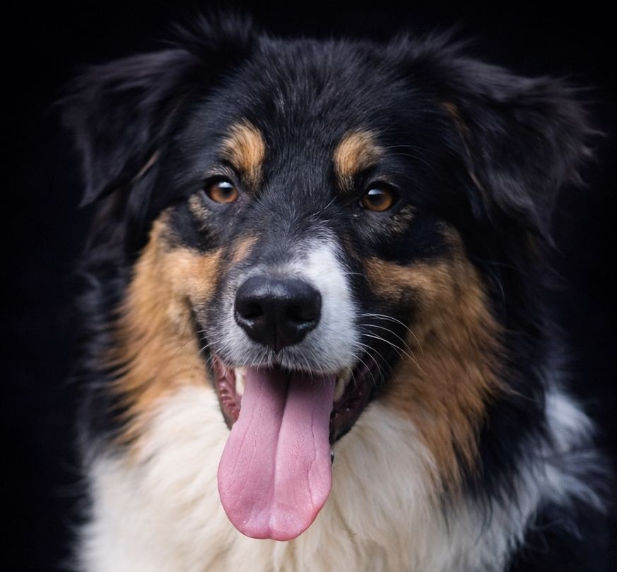 Taratata black song du Chemin de la Lune aux Reves