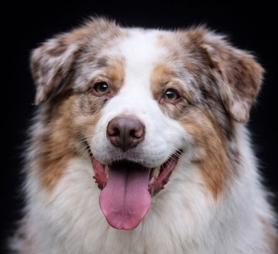 Touchdown brown tucker du Chemin de la Lune aux Reves