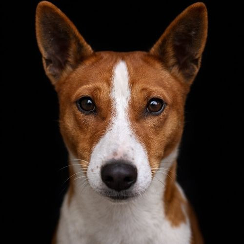 Argos du Chemin de la Lune aux Rêves du Chemin de la Lune aux Reves