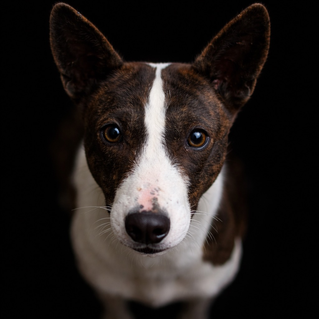 Anastasia  du Chemin de la Lune aux Reves