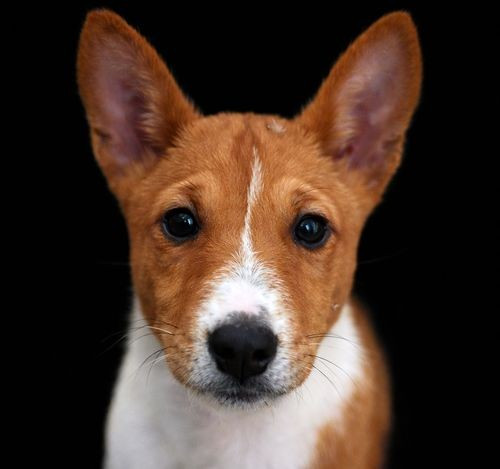 Alanis du Chemin de la Lune aux Reves