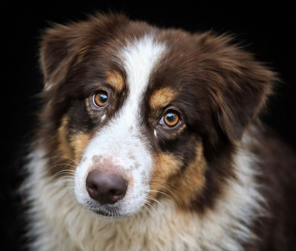 Unchain my Heart du Chemin de la Lune aux Reves