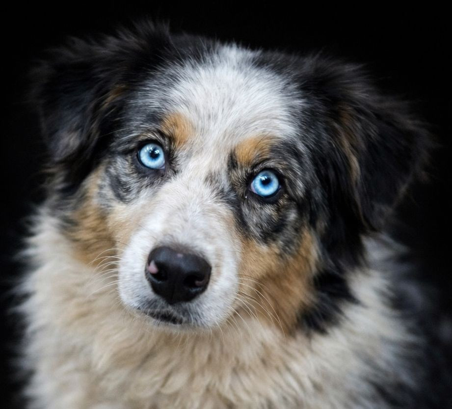 Universal Blue Dana du Chemin de la Lune aux Reves