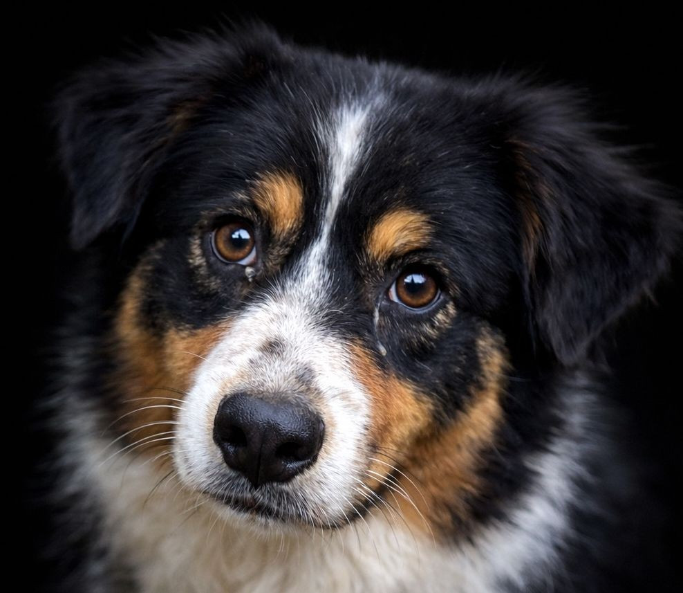 Utopia Black Kara du Chemin de la Lune aux Reves