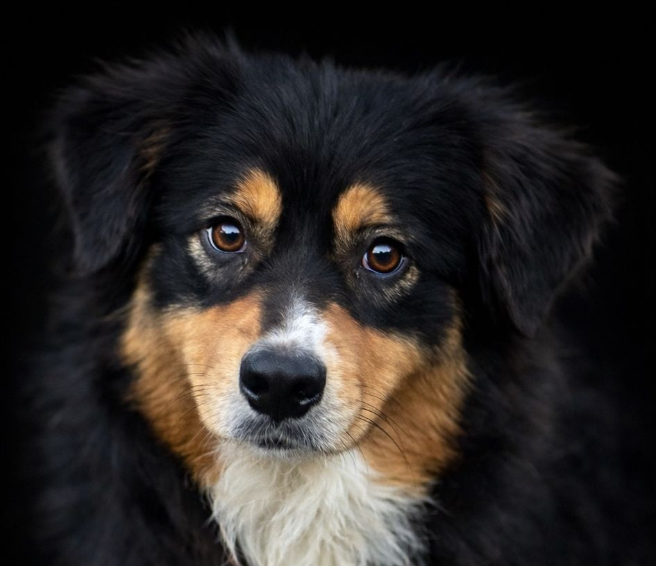 Volga Black Kara du Chemin de la Lune aux Reves