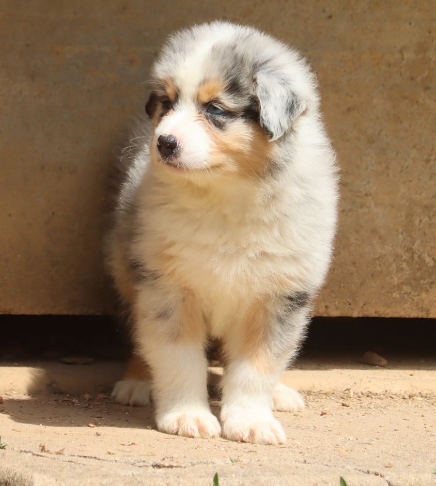 Male Bleu Merle 1 