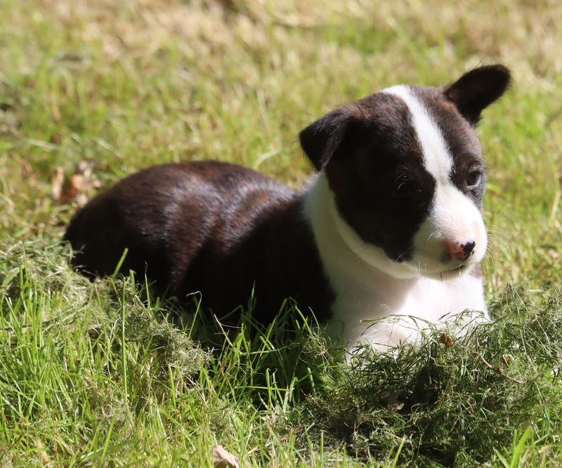 du Chemin de la Lune aux Reves - Chiots disponibles - Basenji
