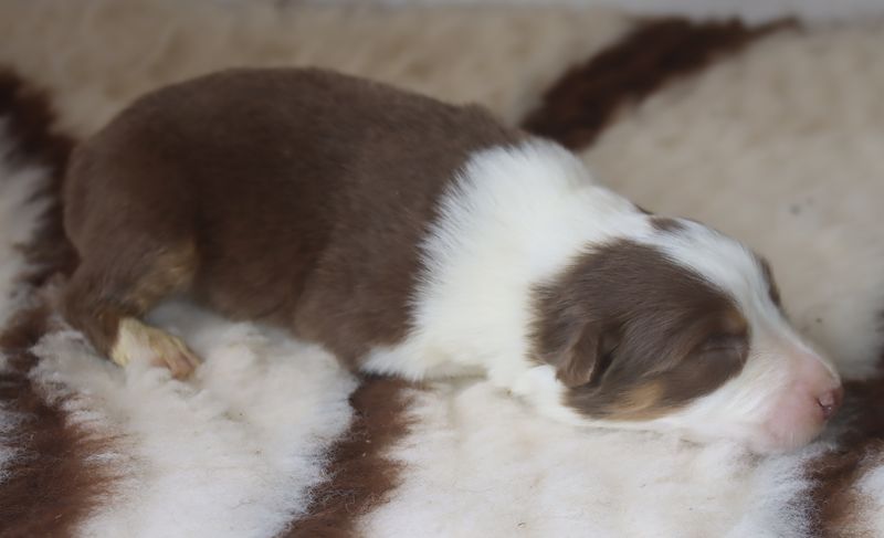 du Chemin de la Lune aux Reves - Chiots disponibles - Berger Australien