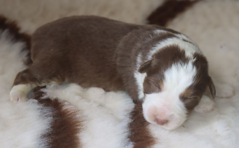du Chemin de la Lune aux Reves - Chiots disponibles - Berger Australien