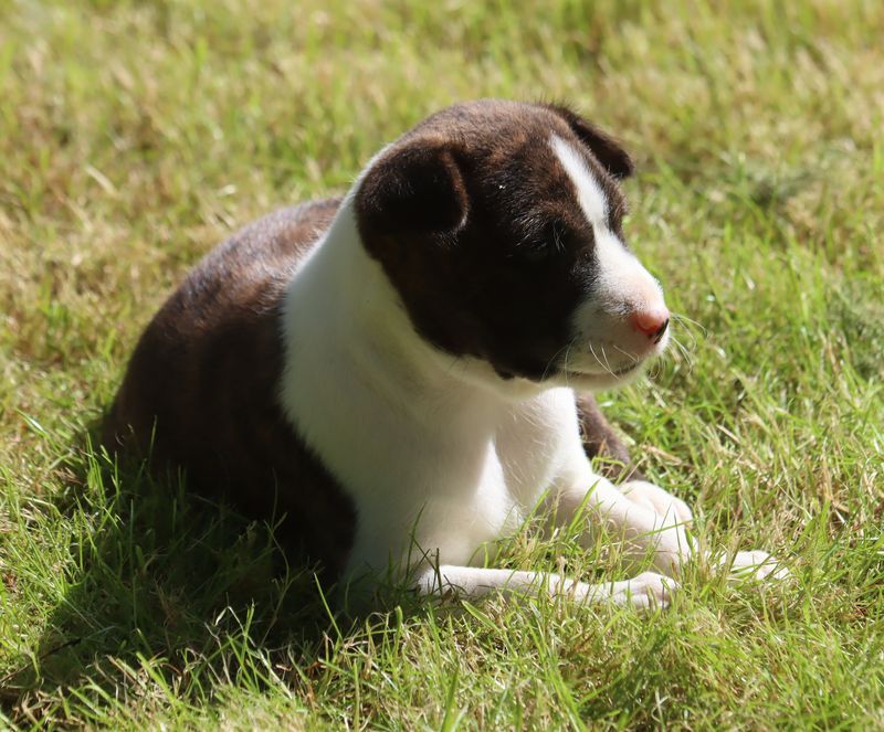 du Chemin de la Lune aux Reves - Chiots disponibles - Basenji