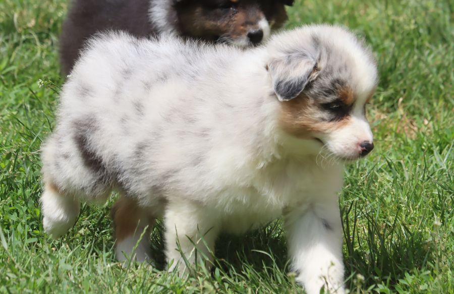 Femelle Bleu merle 1 