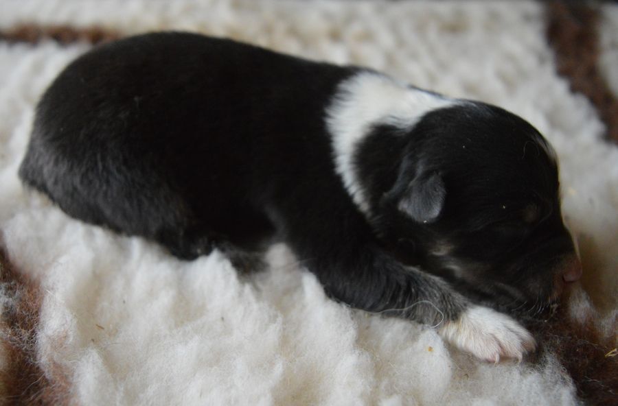 du Chemin de la Lune aux Reves - Chiots disponibles - Berger Australien