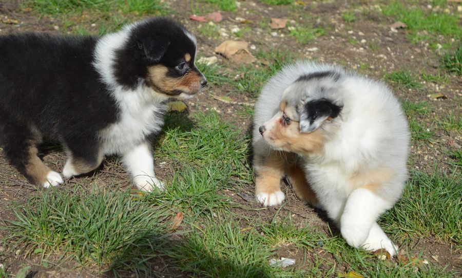 du Chemin de la Lune aux Reves - Berger Australien - Portée née le 21/09/2025