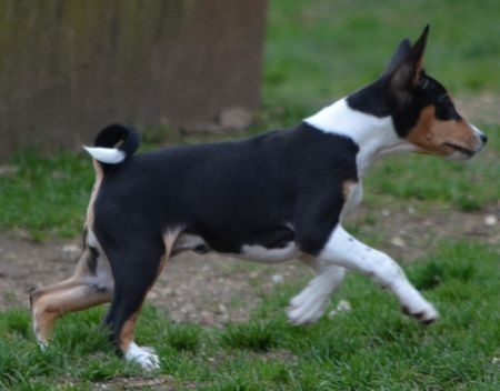 du Chemin de la Lune aux Reves - Basenji - Portée née le 28/12/2014