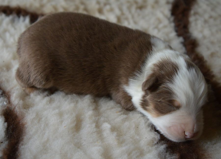du Chemin de la Lune aux Reves - Chiots disponibles - Berger Australien