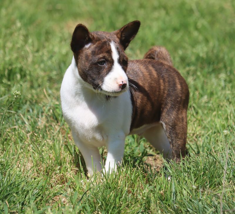 Chiot Basenji du Chemin de la Lune aux Reves