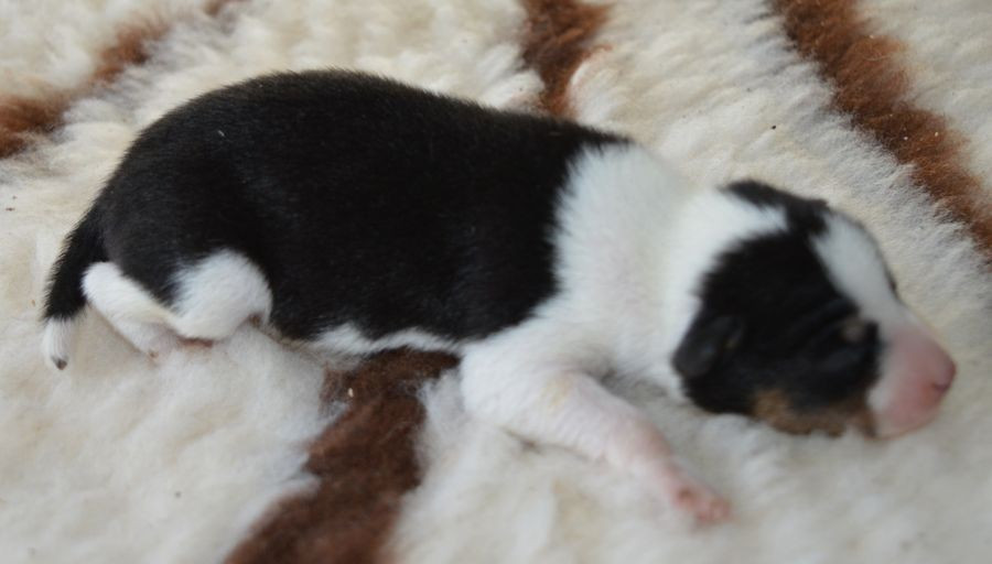 du Chemin de la Lune aux Reves - Chiots disponibles - Basenji