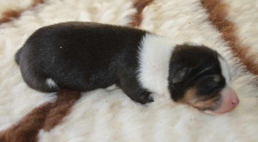 du Chemin de la Lune aux Reves - Chiots disponibles - Basenji