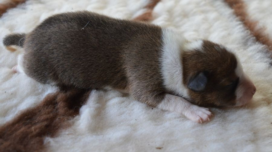 du Chemin de la Lune aux Reves - Chiots disponibles - Basenji