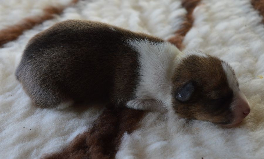 du Chemin de la Lune aux Reves - Chiots disponibles - Basenji