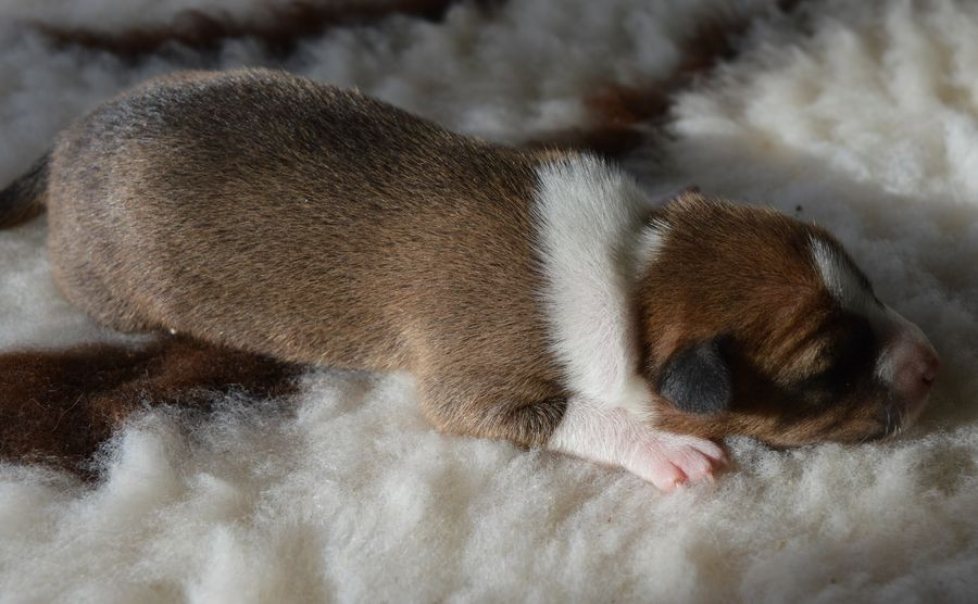 du Chemin de la Lune aux Reves - Chiots disponibles - Basenji