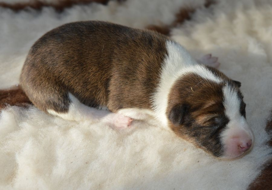 du Chemin de la Lune aux Reves - Chiots disponibles - Basenji