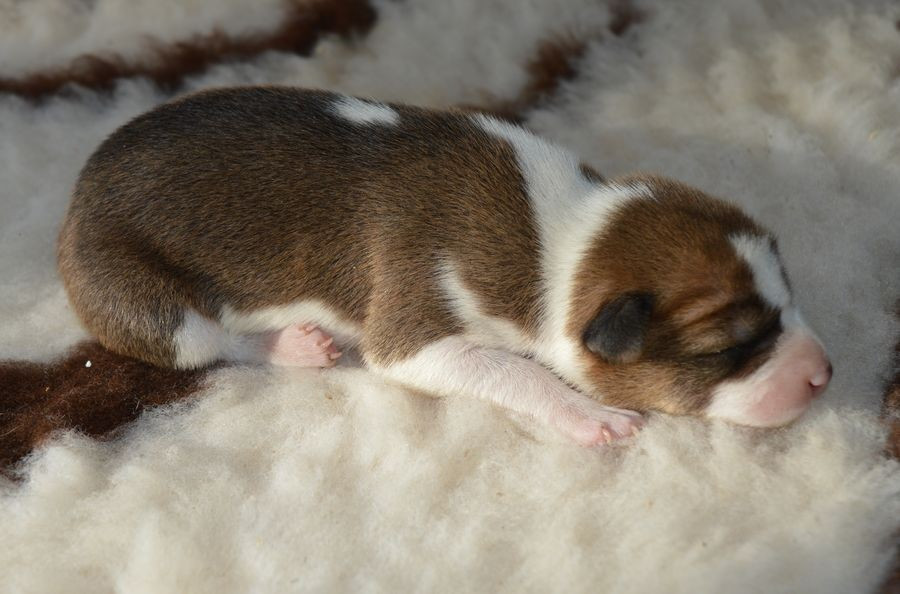 du Chemin de la Lune aux Reves - Chiots disponibles - Basenji