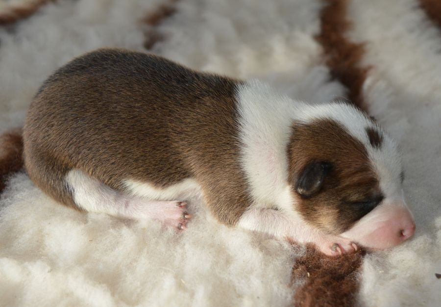 du Chemin de la Lune aux Reves - Chiots disponibles - Basenji