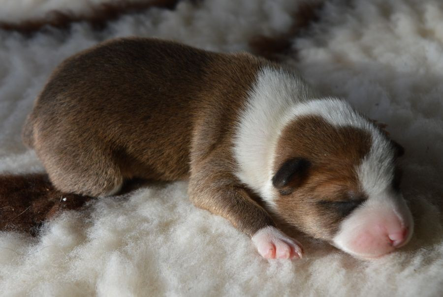 du Chemin de la Lune aux Reves - Chiots disponibles - Basenji