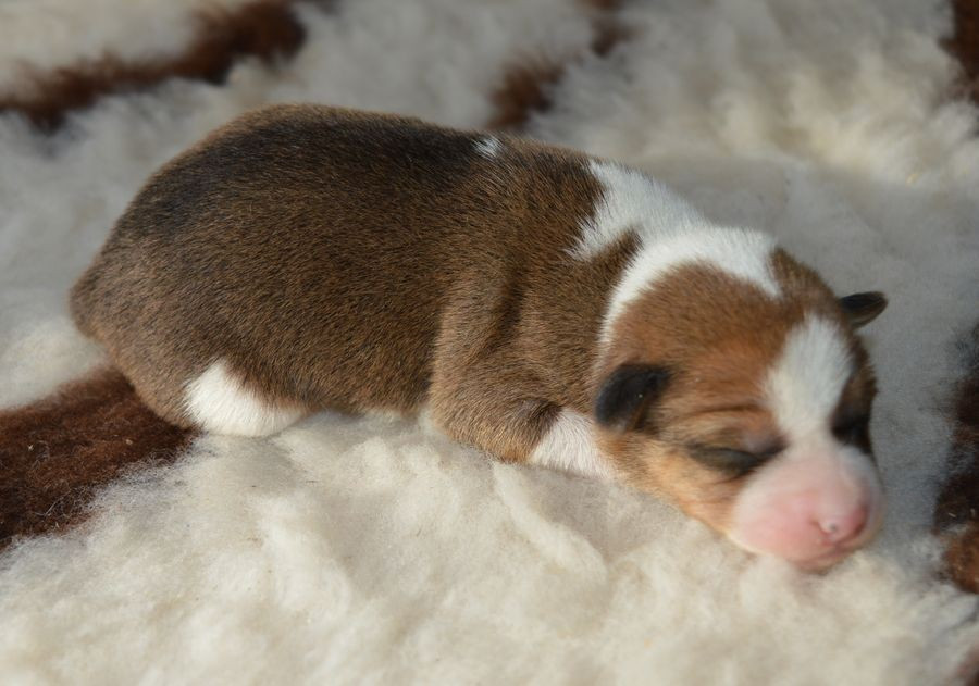 du Chemin de la Lune aux Reves - Chiots disponibles - Basenji