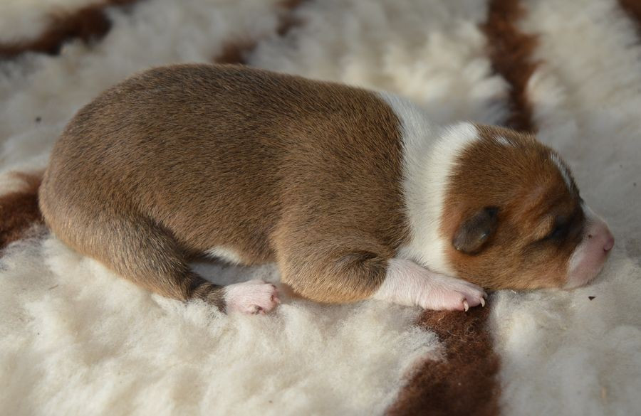 du Chemin de la Lune aux Reves - Chiots disponibles - Basenji