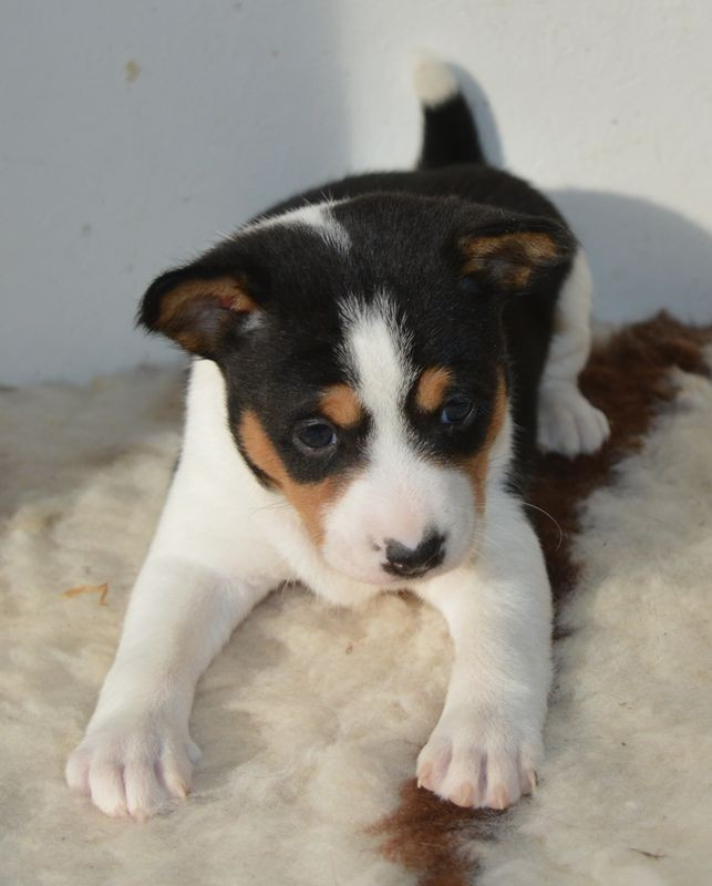 du Chemin de la Lune aux Reves - Chiots disponibles - Basenji