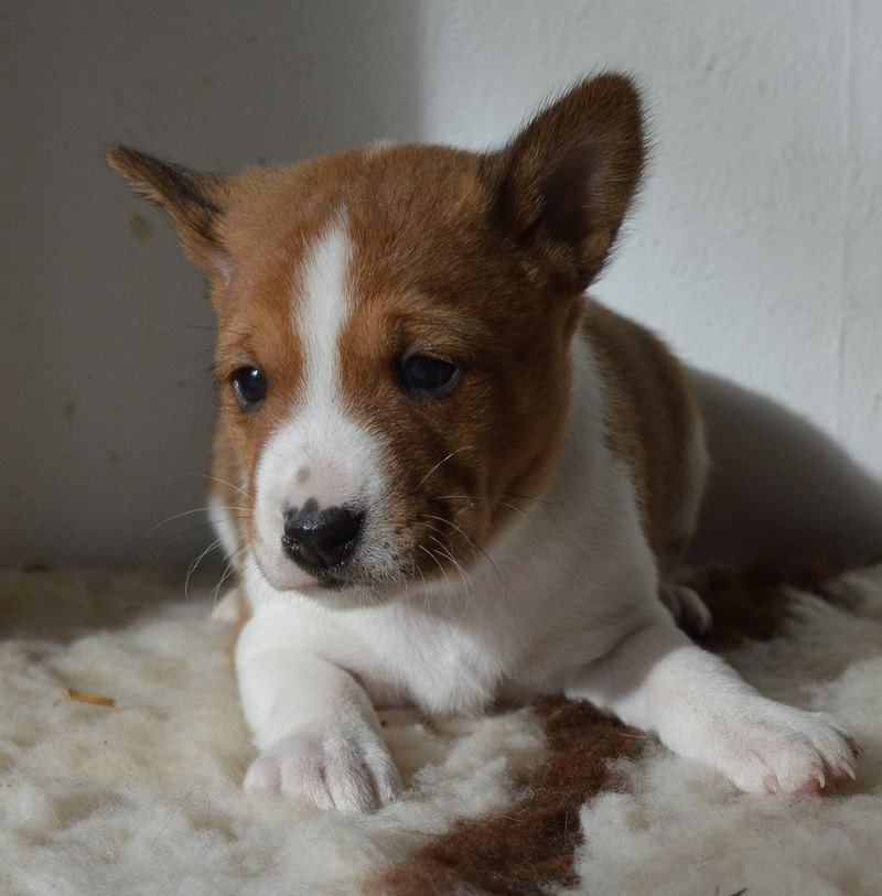 du Chemin de la Lune aux Reves - Chiots disponibles - Basenji