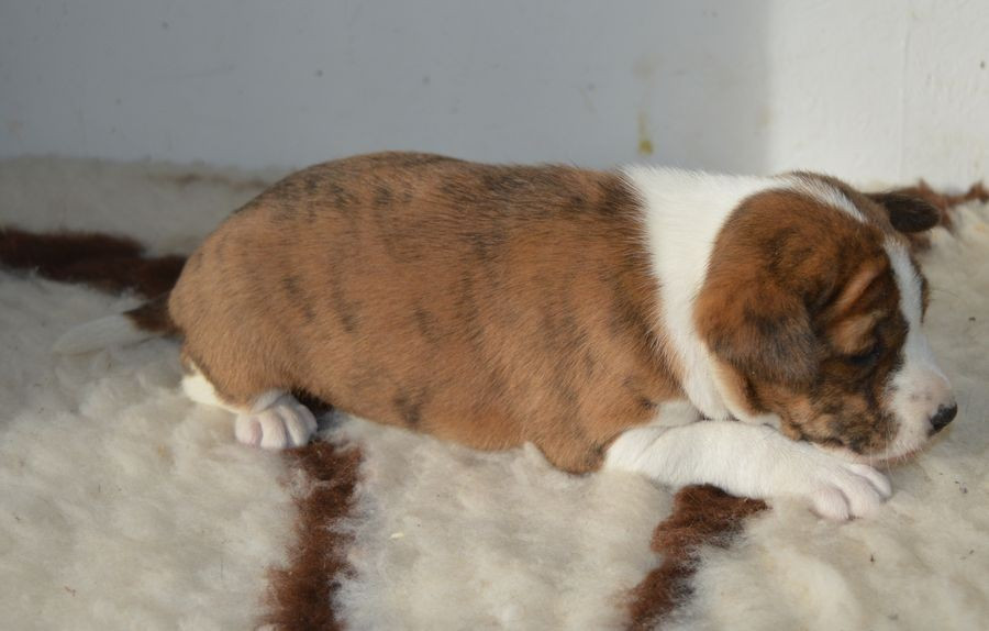 du Chemin de la Lune aux Reves - Chiots disponibles - Basenji