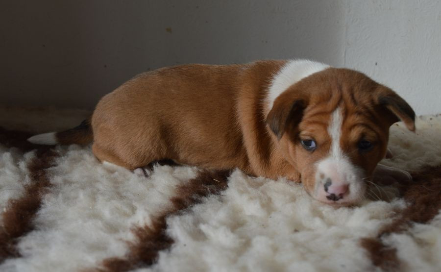 du Chemin de la Lune aux Reves - Chiots disponibles - Basenji