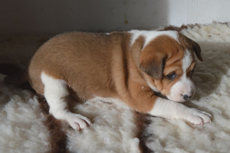 du Chemin de la Lune aux Reves - Chiots disponibles - Basenji