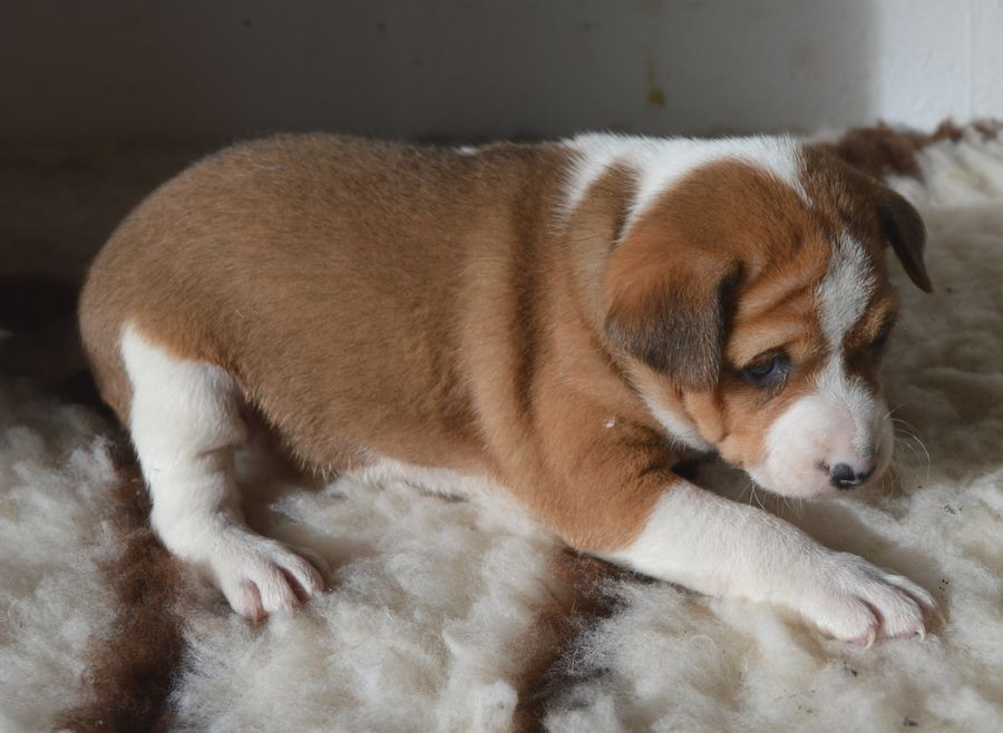 du Chemin de la Lune aux Reves - Chiots disponibles - Basenji