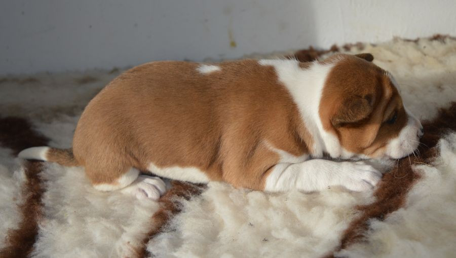 du Chemin de la Lune aux Reves - Chiots disponibles - Basenji