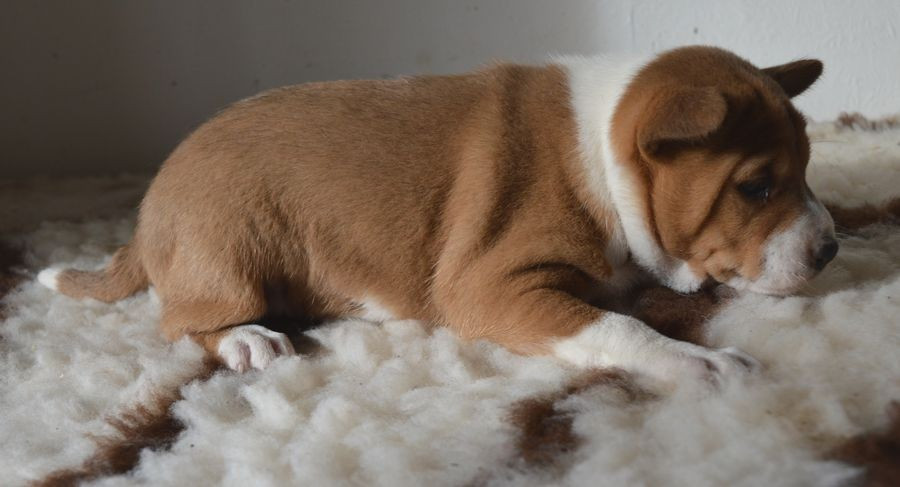 du Chemin de la Lune aux Reves - Chiots disponibles - Basenji