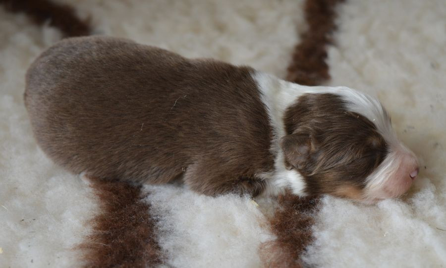 du Chemin de la Lune aux Reves - Chiots disponibles - Berger Australien