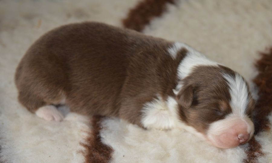 du Chemin de la Lune aux Reves - Chiots disponibles - Berger Australien