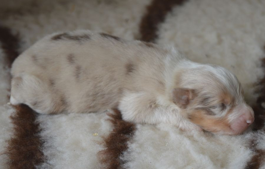 du Chemin de la Lune aux Reves - Chiots disponibles - Berger Australien