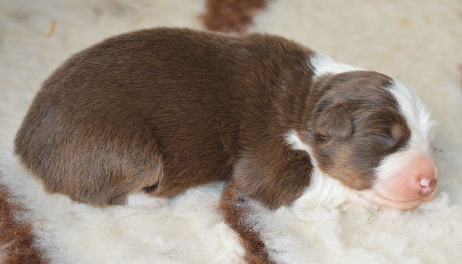 du Chemin de la Lune aux Reves - Chiots disponibles - Berger Australien