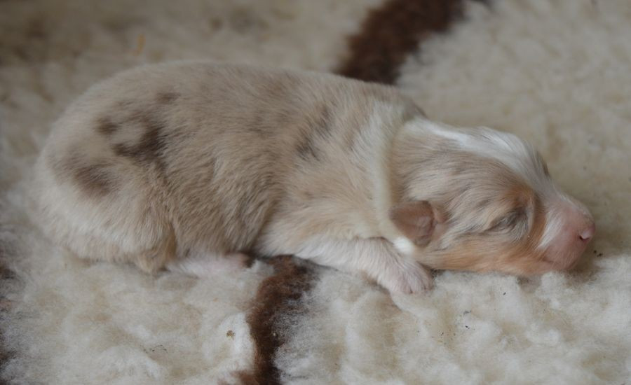 du Chemin de la Lune aux Reves - Chiots disponibles - Berger Australien