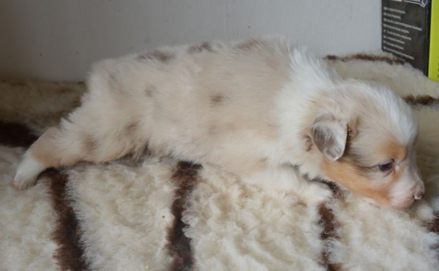 du Chemin de la Lune aux Reves - Chiots disponibles - Berger Australien