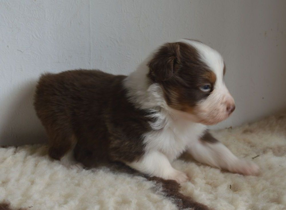 du Chemin de la Lune aux Reves - Chiots disponibles - Berger Australien