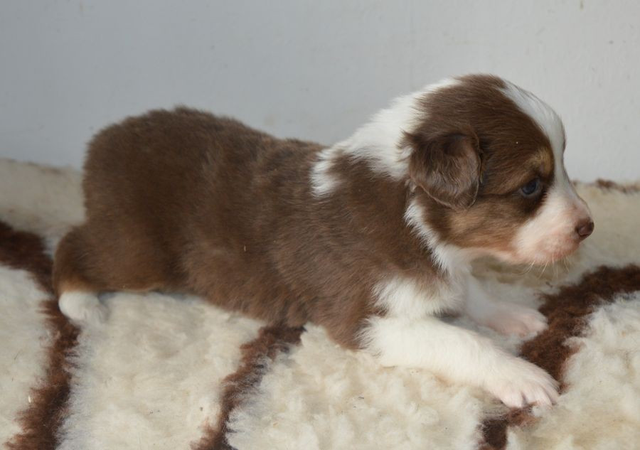 du Chemin de la Lune aux Reves - Chiots disponibles - Berger Australien