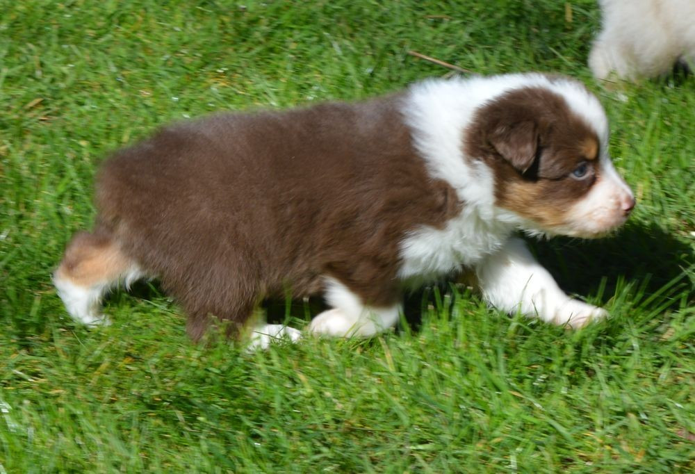 du Chemin de la Lune aux Reves - Chiots disponibles - Berger Australien