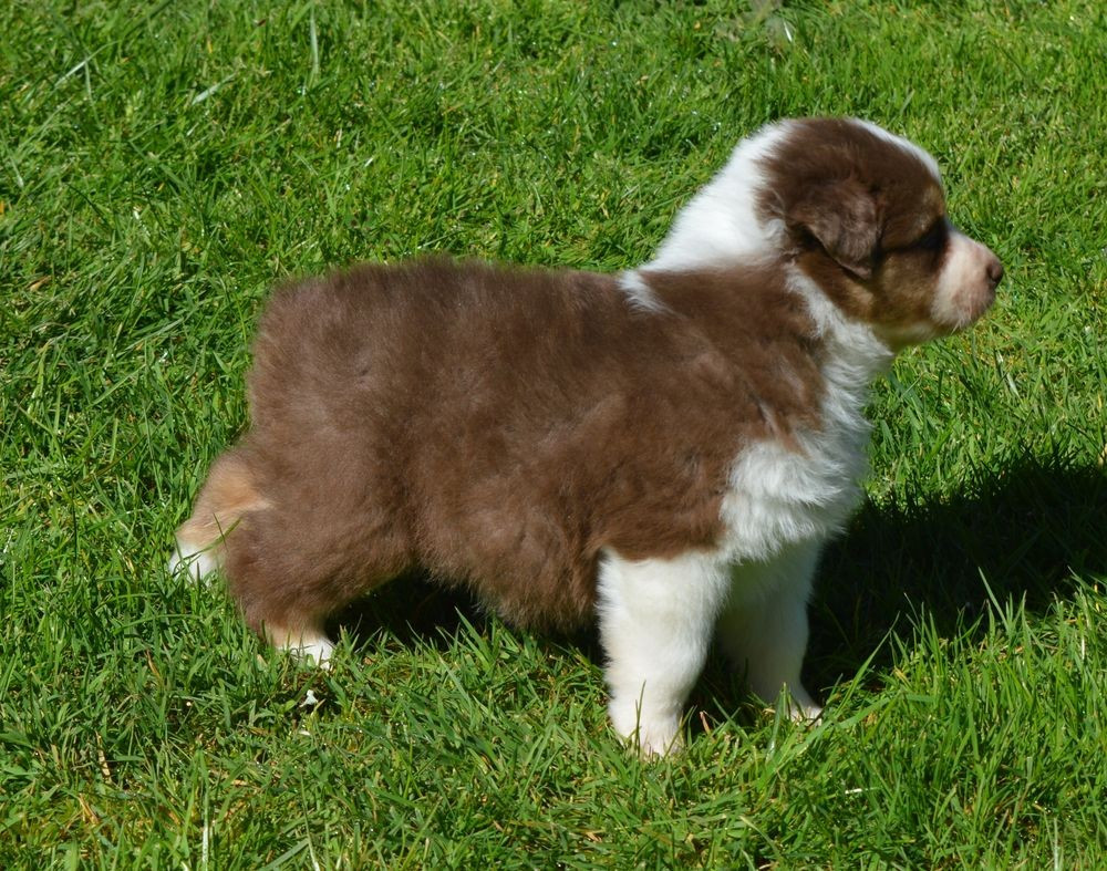 du Chemin de la Lune aux Reves - Chiots disponibles - Berger Australien