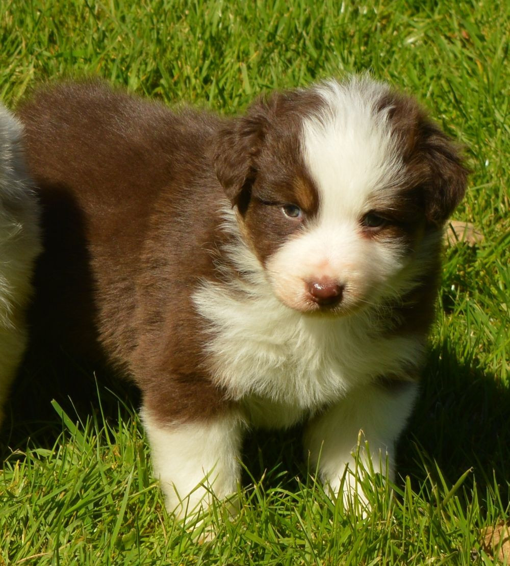 du Chemin de la Lune aux Reves - Chiots disponibles - Berger Australien